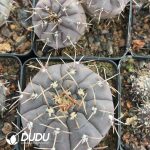 Cactus-Mammillaria Long thorn lead - Image 2