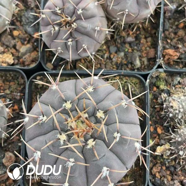 1756130312-1750322535-e202.jpg Cactus-Mammillaria Long thorn lead - Image 2