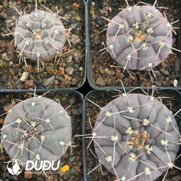 1756130314-1750322537-e203.jpg Cactus-Mammillaria Long thorn lead - Image 3