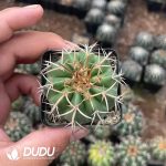 Cactus-Mammillaria Round jadeGold thorn