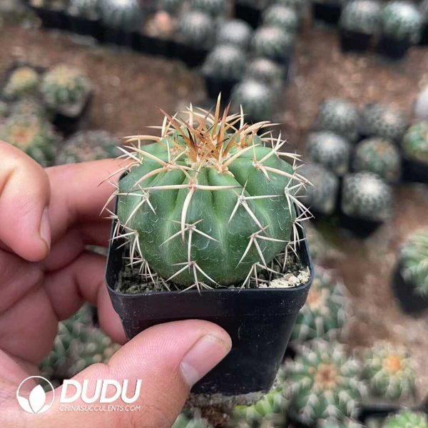 1756130316-1750322546-e202.jpg Cactus-Mammillaria Round jadeGold thorn - Image 2