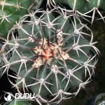 Cactus-Mammillaria Round jadeGold thorn - Image 3