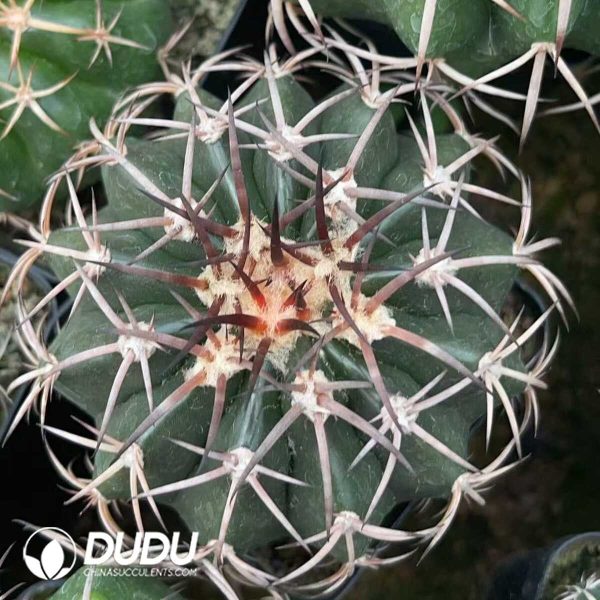 1756130318-1750322549-e203.jpg Cactus-Mammillaria Round jadeGold thorn - Image 3