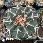 Cactus-Mammillaria Round jade(Black thorn)