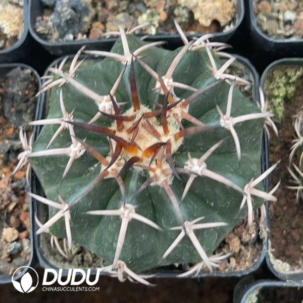 Cactus-Mammillaria Round jade(Black thorn) - Image 1