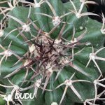 Cactus-Mammillaria Round jade(Black thorn) - Image 2
