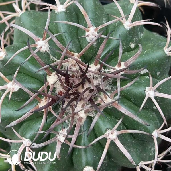 Cactus-Mammillaria Round jade(Black thorn) - Image 2