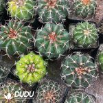 Cactus-Mammillaria Round jade(Black thorn) - Image 3