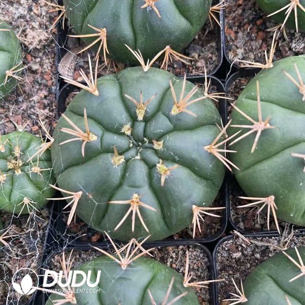 1756130329-1750322575-e202.jpg Gymnocalycium Eurypleurum - Image 2