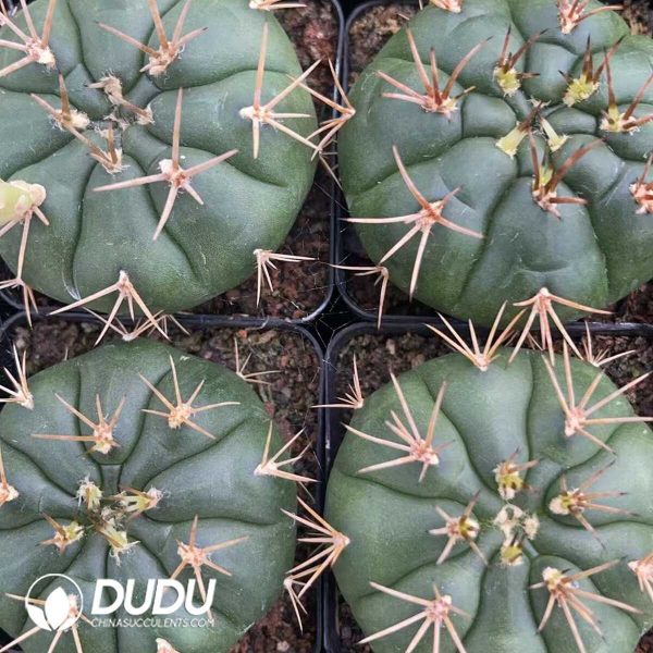1756130330-1750322578-e203.jpg Gymnocalycium Eurypleurum - Image 3