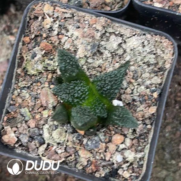 1756130334-1750322585-e202.jpg Ariocarpus fissuratus cv. Godzilla - Image 2