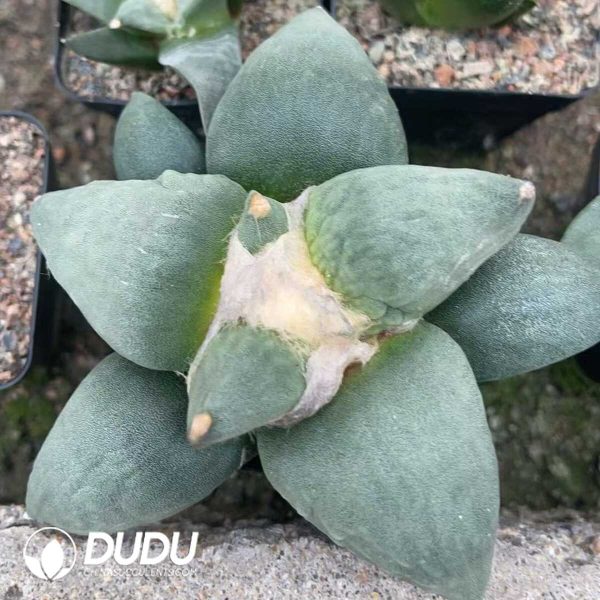 1756130338-1750322595-e202.jpg Ariocarpus-Retusus Scheidw - Image 2