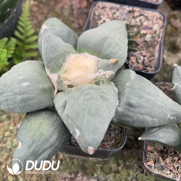 1756130339-1750322597-e203.jpg Ariocarpus-Retusus Scheidw - Image 3