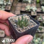 Ariocarpus-Scapharostrus