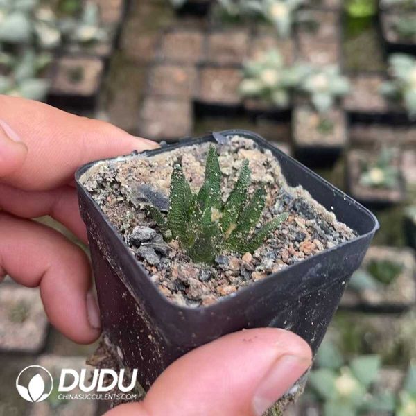 Ariocarpus-Scapharostrus - Image 1