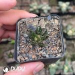 Ariocarpus-Scapharostrus - Image 2