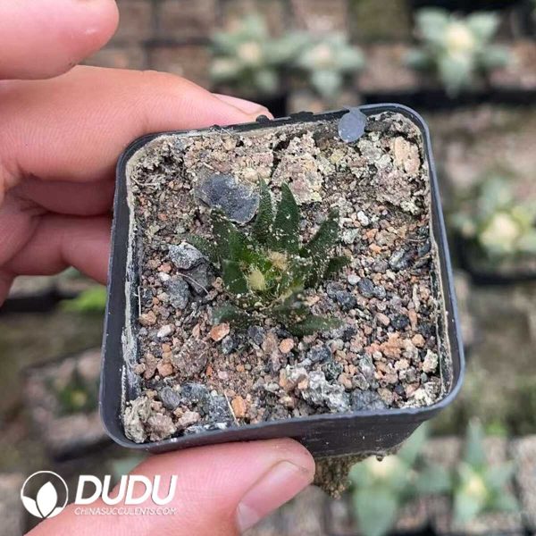 Ariocarpus-Scapharostrus - Image 2