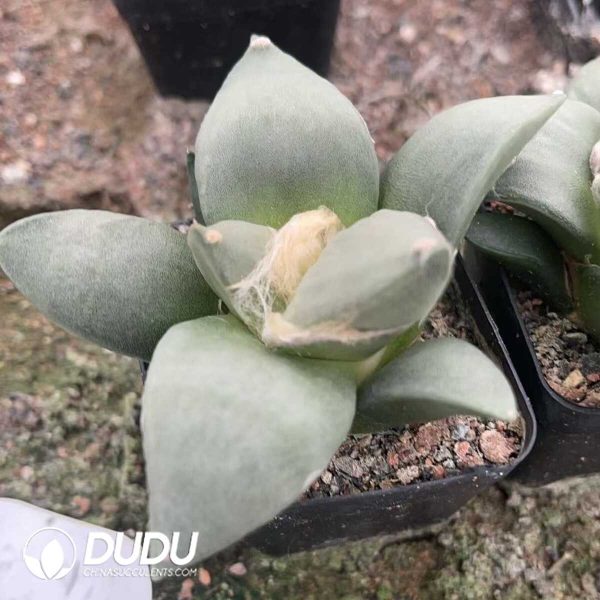 1756130348-1750322616-e201.jpg Ariocarpus-furfuraceus var.magnificus - Image 1