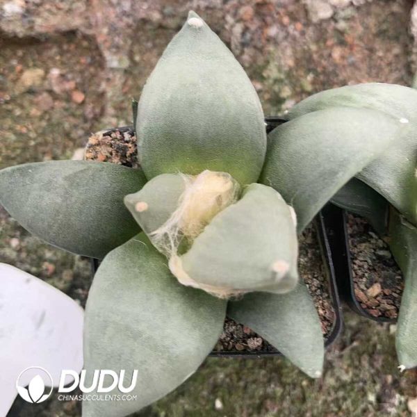 1756130349-1750322618-e202.jpg Ariocarpus-furfuraceus var.magnificus - Image 2