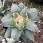 Ariocarpus-retusus v Frumdosus - Image 2