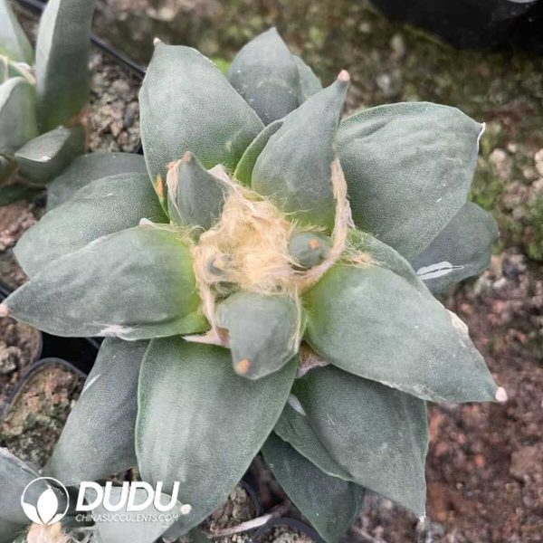 1756130354-1750322628-e202.jpg Ariocarpus-retusus v Frumdosus - Image 2
