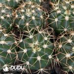 (Seed Grown)Melocactus-Broadwayi