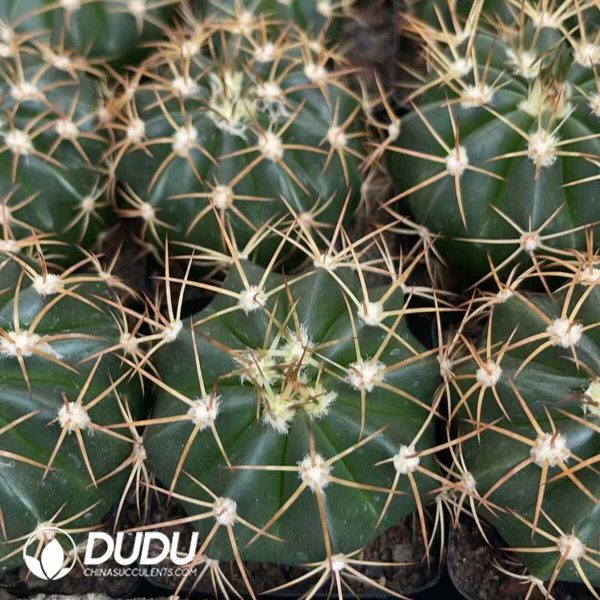 1756130357-1750322634-e201.jpg (Seed Grown)Melocactus-Broadwayi - Image 1