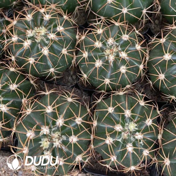 (Seed Grown)Melocactus-Broadwayi - Image 2
