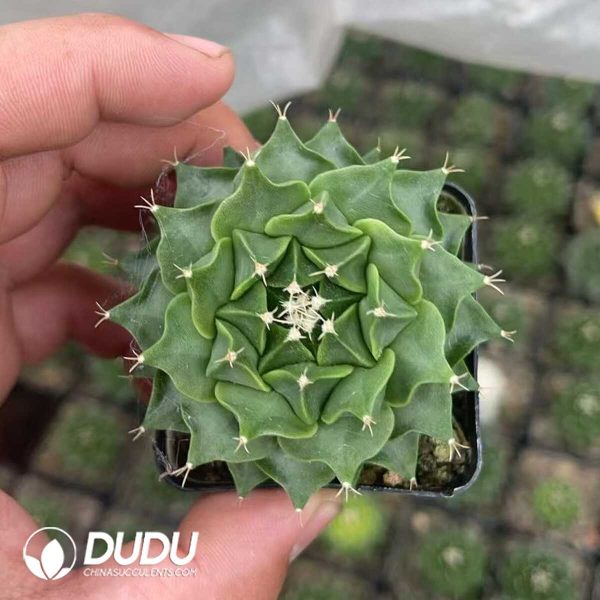 Obregonia-Denegrii - Image 1