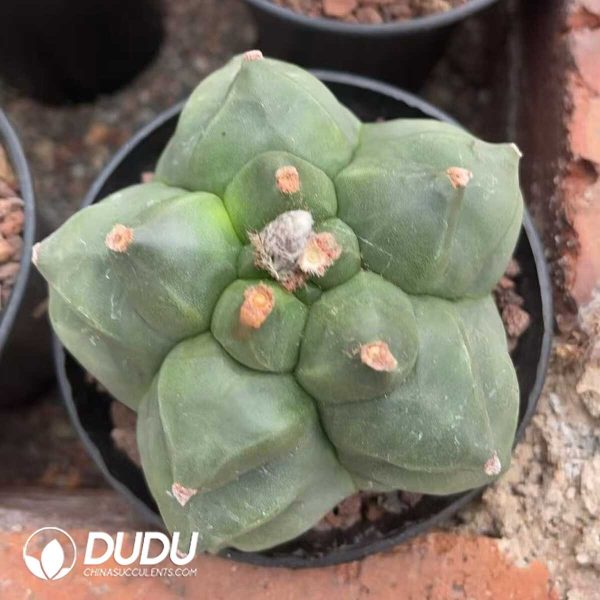1756130362-1750322648-e201.jpg Astrophytum-myriostigma - Image 1