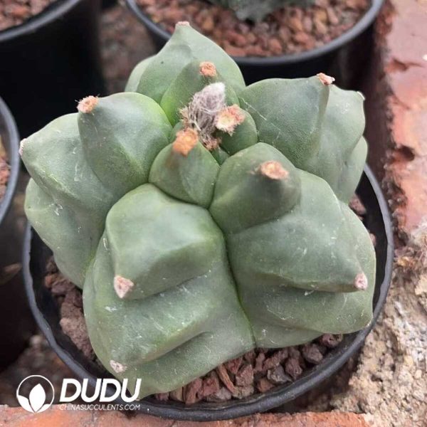 1756130364-1750322652-e202.jpg Astrophytum-myriostigma - Image 2