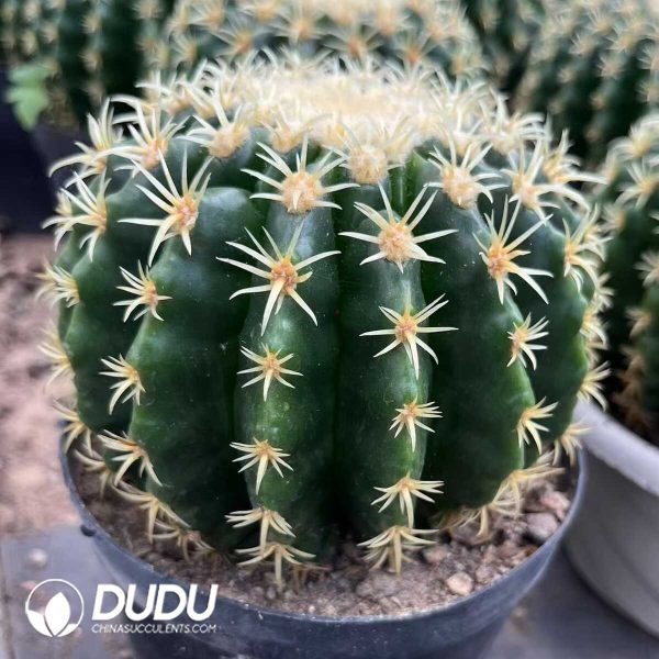 1756130373-1750385168-e202.jpg chinocactus grusonii var. intermedius - Image 2