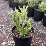 Euphorbia Tirucalli 'Firesticks'