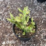 Euphorbia Tirucalli 'Firesticks' - Image 2