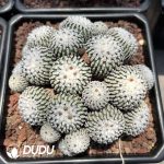 (Rooted Cutting)Turbinicarpus Pseudopectinatus Clustering