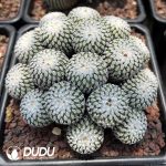 (Rooted Cutting)Turbinicarpus Pseudopectinatus Clustering - Image 2
