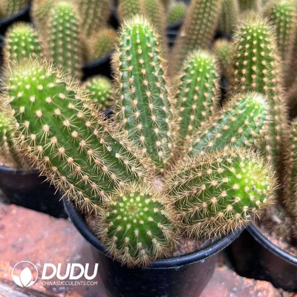 1756130387-1750385199-e201.jpg Cleistocactus Purple Crystal Clustering - Image 1