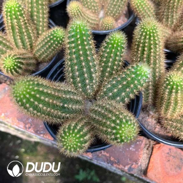 1756130388-1750385202-e202.jpg Cleistocactus Purple Crystal Clustering - Image 2