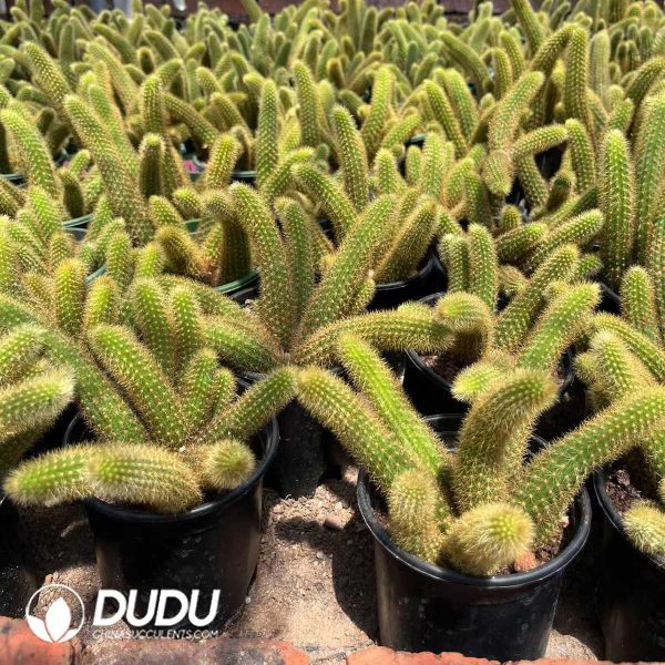 1756130391-1750385209-e202.jpg Cleistocactus Red Crystal Clustering - Image 2