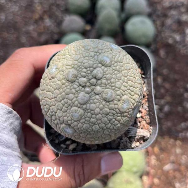 1756130393-1750385215-e201.jpg Asclepiadaceae Pseudolithos Migiurtinus - Image 1