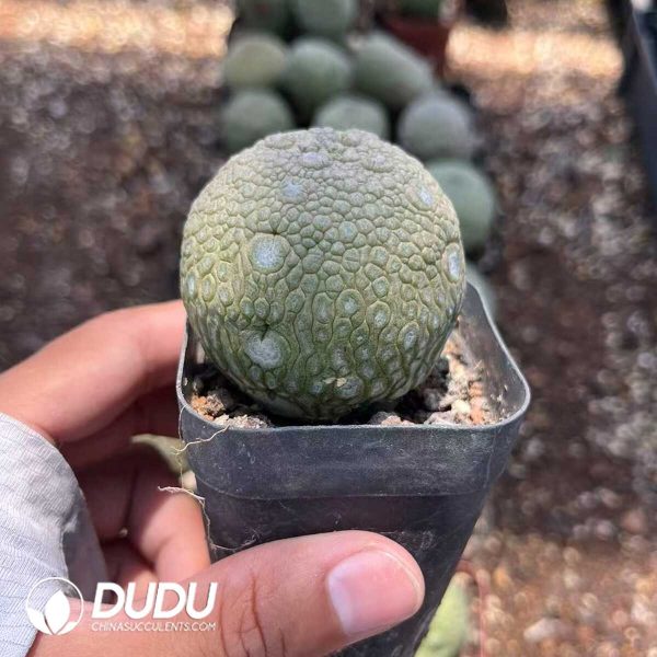 1756130394-1750385219-e202.jpg Asclepiadaceae Pseudolithos Migiurtinus - Image 2