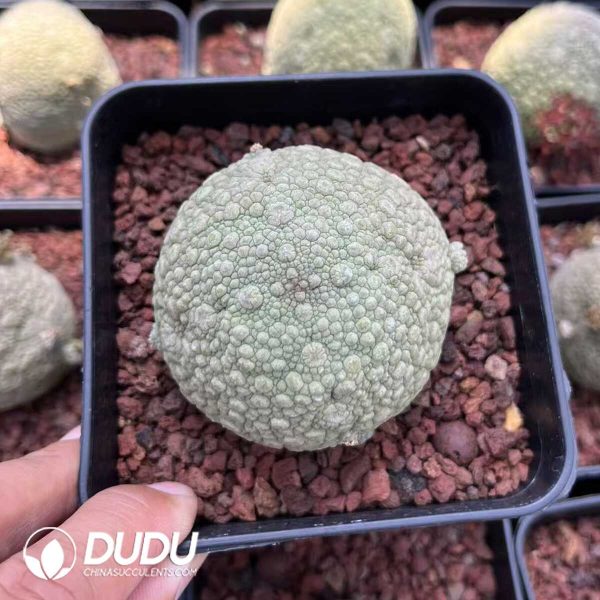 Asclepiadaceae Pseudolithos Migiurtinus - Image 1