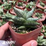 (Rooted Cutting)Sansevieria 'Dwarf Boncel'