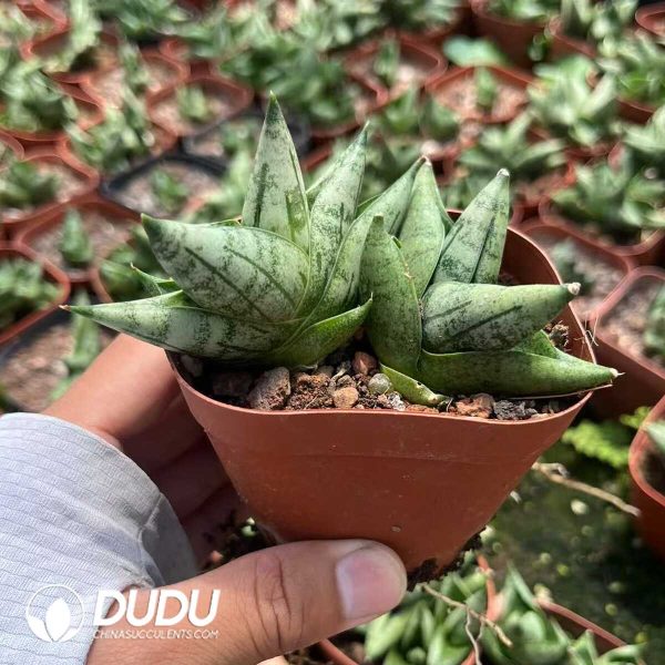 (Rooted Cutting)Sansevieria 'Dwarf Boncel' - Image 2