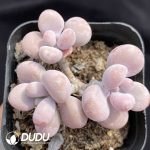 Graptopetalum amethystinum Clustering(Three Heads)