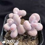 Graptopetalum amethystinum Clustering(Three Heads) - Image 2