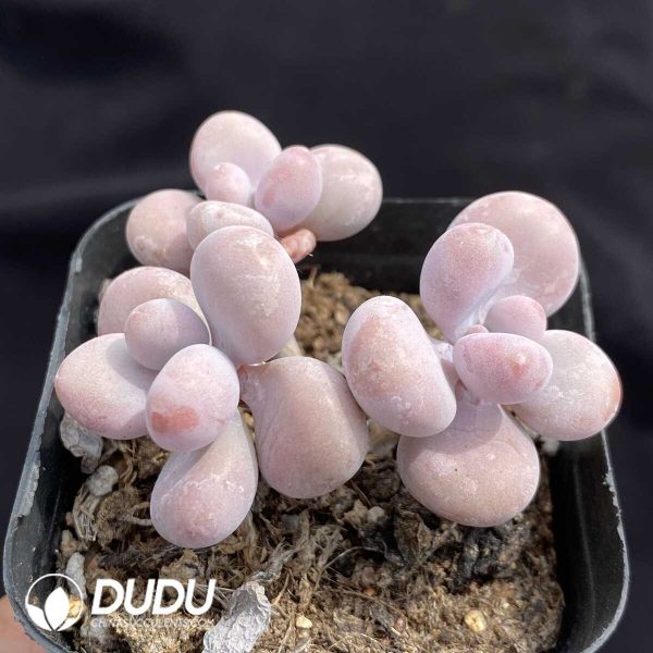 Graptopetalum amethystinum Clustering(Three Heads) - Image 2