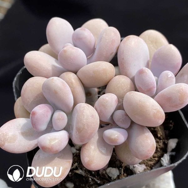 1756130431-1750385298-e202.jpg Graptopetalum amethystinum Clustering(Four Heads) - Image 2