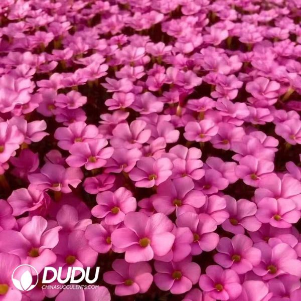 1756130438-1750385307-e201.jpg Oxalis Omar - Image 1