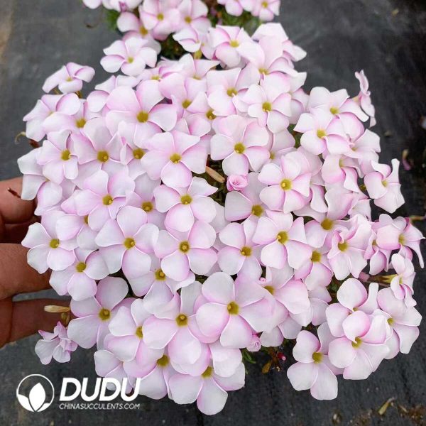 1756130440-1750385311-e201.jpg Oxalis Pink White - Image 1